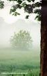 Mist by the Oder River (Sonnar 135mm, t=1/8, f/22, tree stabilization)